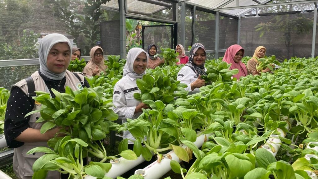 Panen pakcoy kwt desa cipayung girang