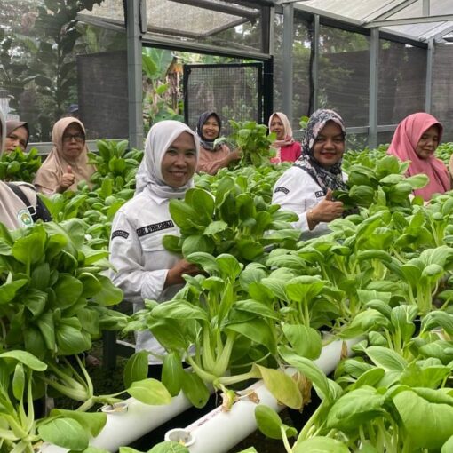 Panen pakcoy kwt desa cipayung girang