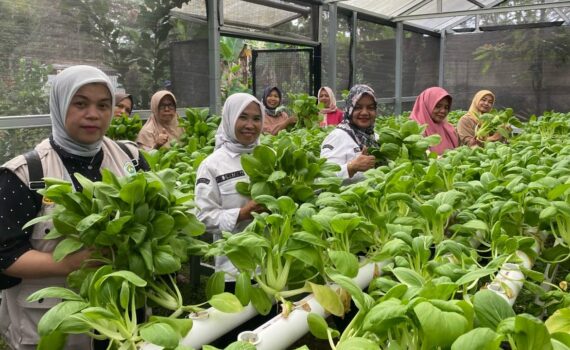 Panen pakcoy kwt desa cipayung girang